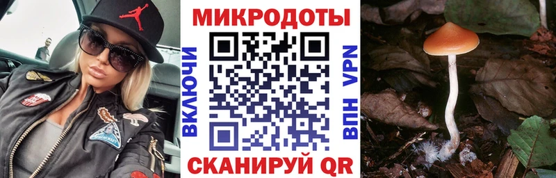 Псилоцибиновые грибы MAGIC MUSHROOMS  blacksprut как войти  Чегем 